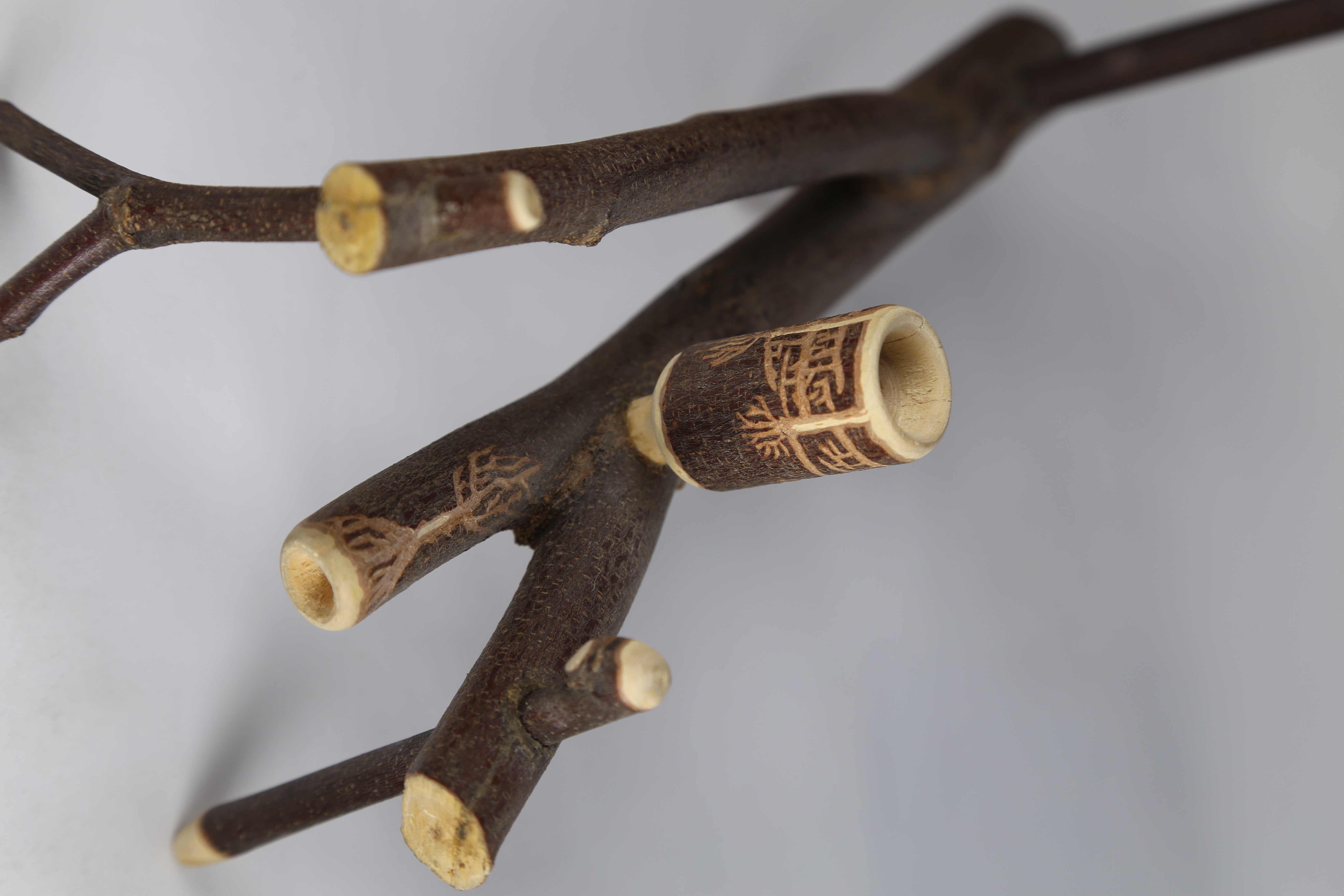 Bone Forms - image 4